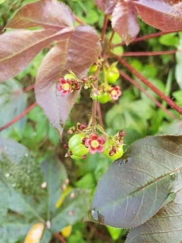 Cotton-leaf Physicnut