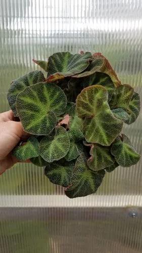 Sun-changing Begonia