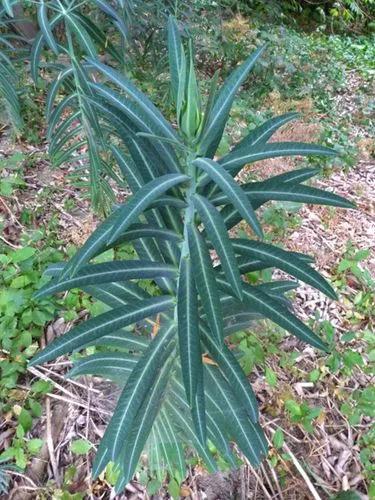 Caper spurge