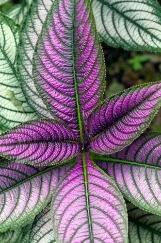 Strobilanthes auriculatus