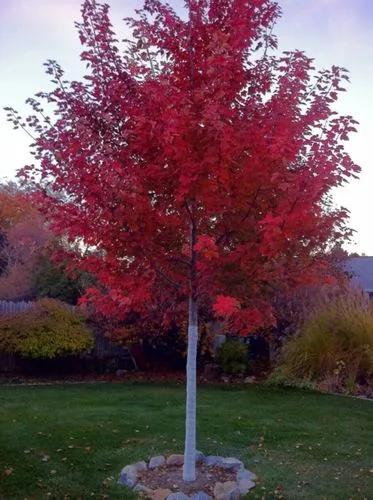 Red Maple Drummond Variety