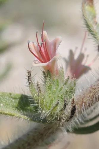 Echium Asperrimum