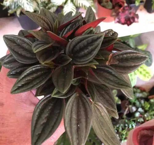 Peperomia Quadrangularis