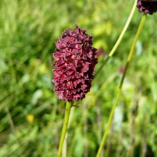 Salad Burnet