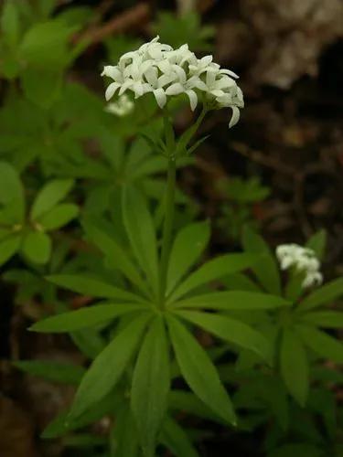 Galium Odoratum