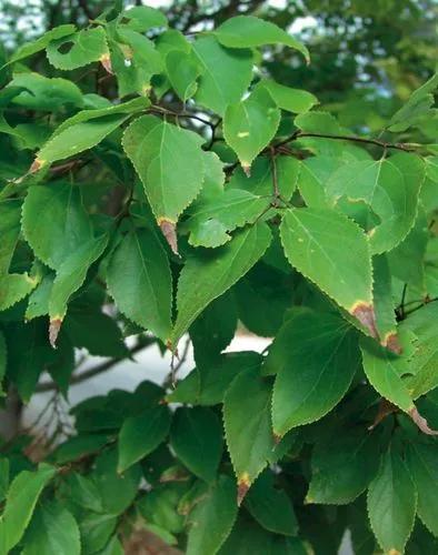 Small Hackberry