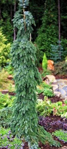 Bruns Weeping Serbian Spruce