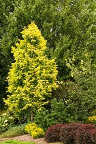 Dawn Redwood