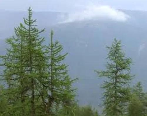 Larix Sibirica