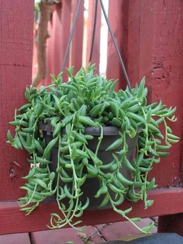 Senecio 'string Of Tears'