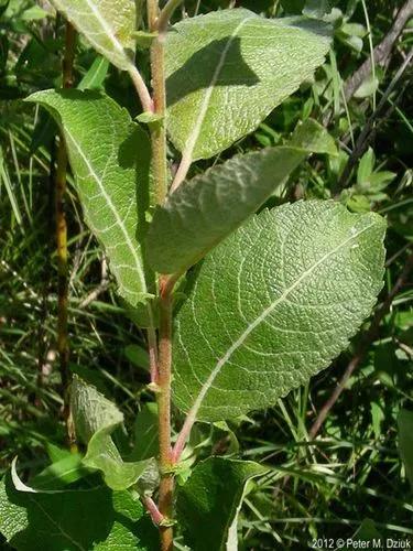 Bebb'S Willow