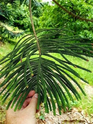 Araucaria Bernieri