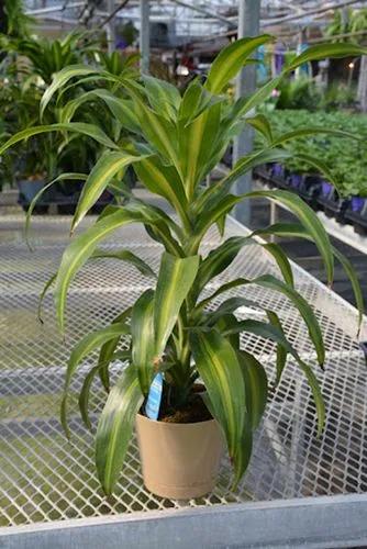 Hawaiian Sunshine Dracaena