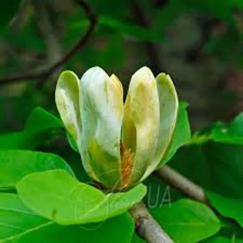 Magnolia Acuminata