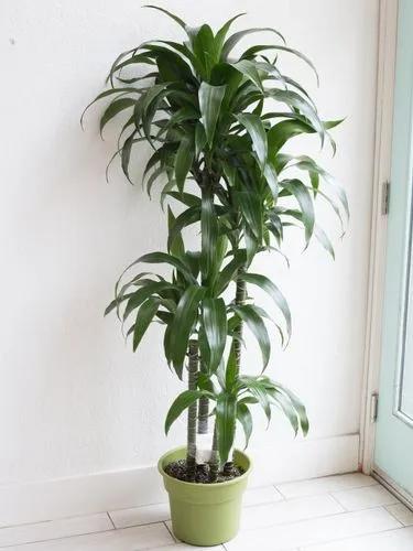 Dracaena Elegance