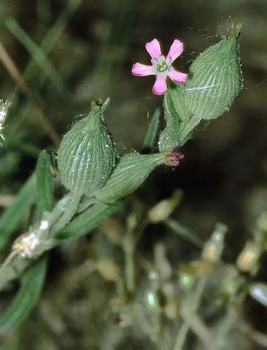Striped Corn Catchfly, Sand Catchfly