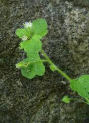 Ivy-Leaved Speedwell