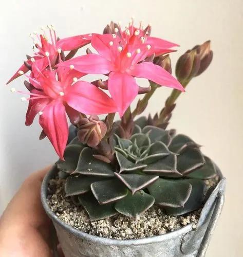 Graptopetalum Bellum