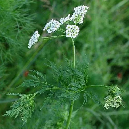 Chaerophyllum Villarsii