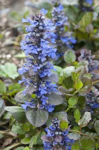 Bugleweed “catlins Giant”