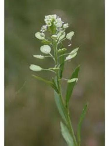 Common Pepperweed