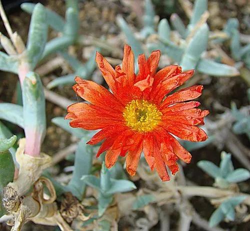 Crocea iceplant