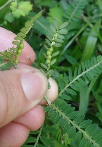 Phyllanthus Amarus