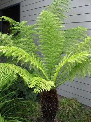 Soft Tree Fern