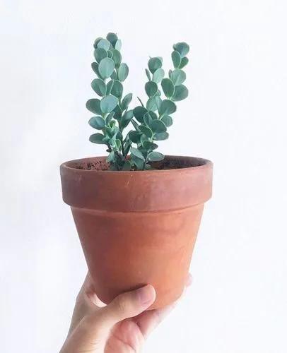 Kalanchoe marnieriana