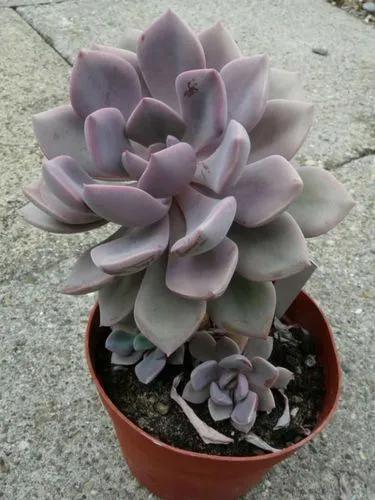 Graptoveria Debbie