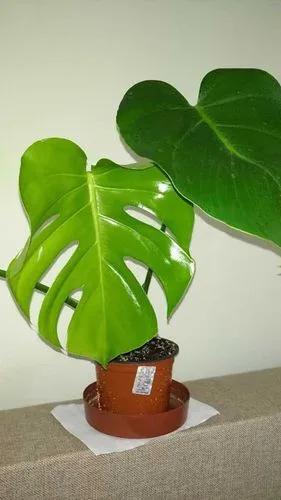 Monstera deliciosa