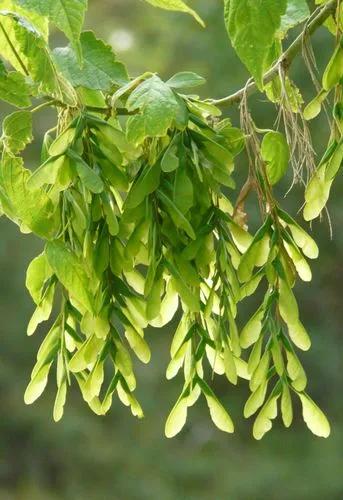 California boxelder maple