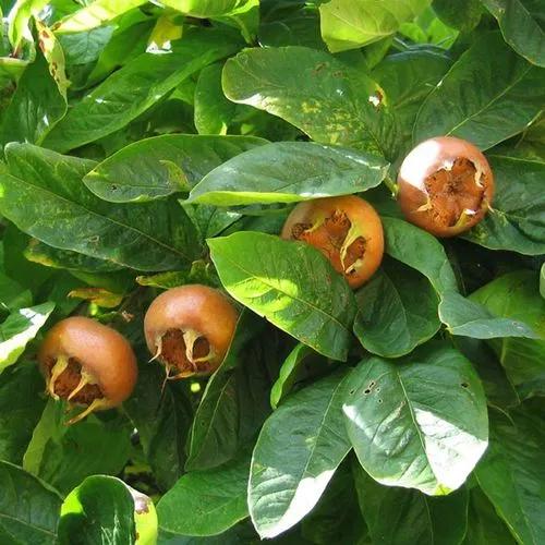 Medlar