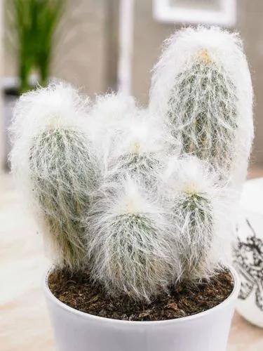 Peruvian old-man cactus