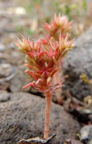 Red Stonecrop