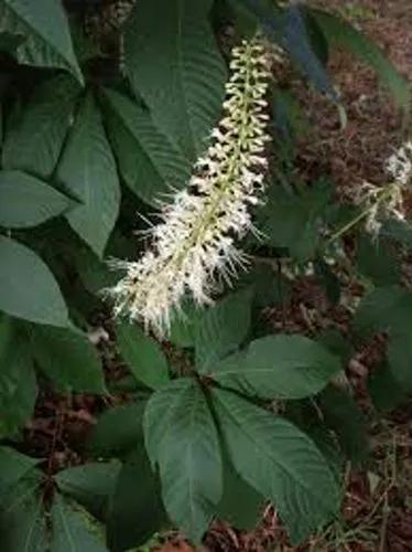 Small-Flowered Horse Chestnut