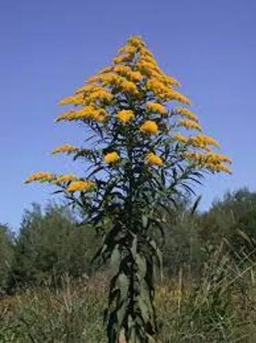 Solidago Gigantea