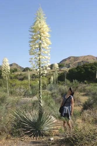 Sierra Madre Yucca