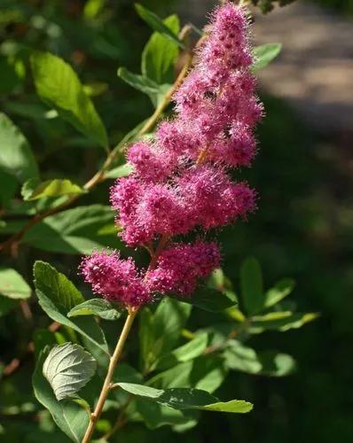 Spiraea Douglasii