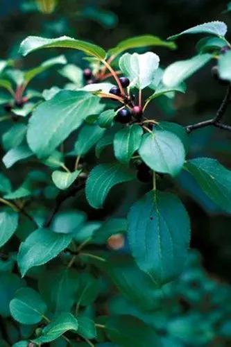 European buckthorn