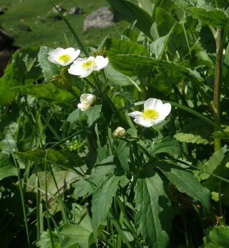 Ranunculus Aconitifolius