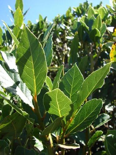 Bay laurel
