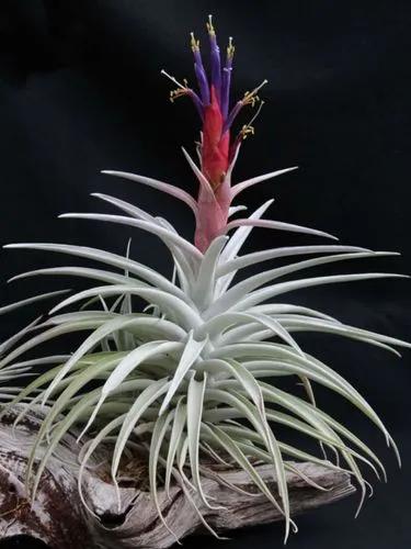 Harris’ Tillandsia