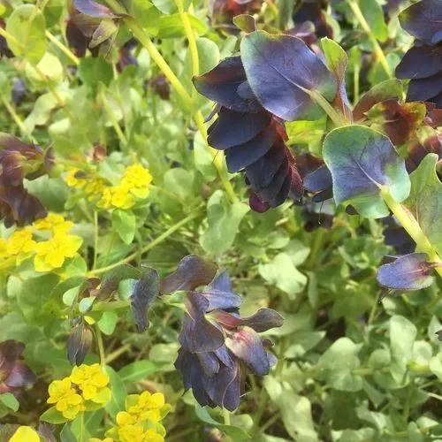 Lesser Honeywort