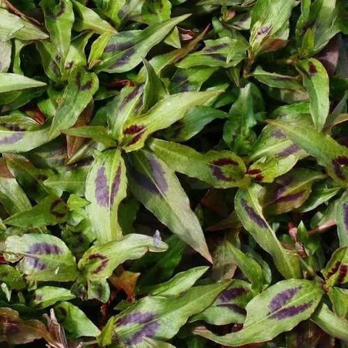 Vietnamese Coriander