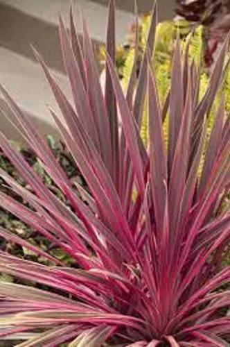 Electric Pink Cordyline