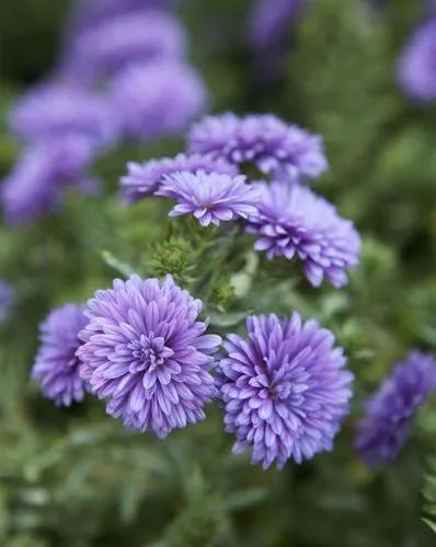 Decorative Garden Mum