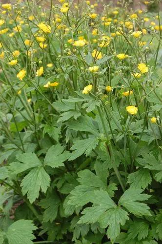 Ranunculus Lanuginosus