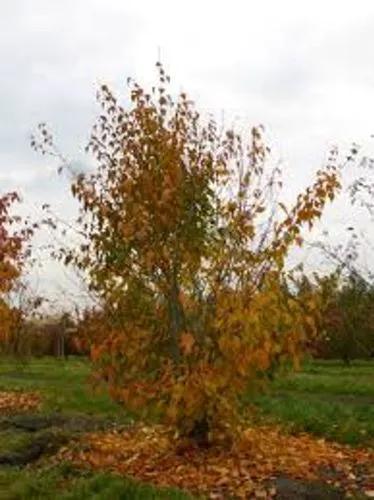 Redvein Maple