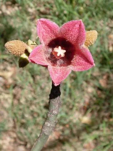 Pink Kurrajong